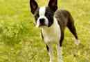 O rasie boston terrier